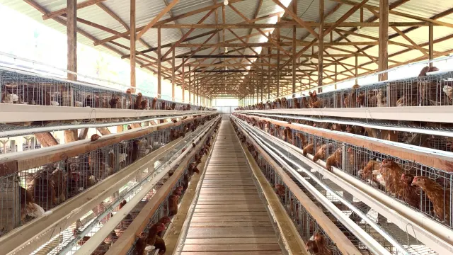 Kondisi sebelum — Pemasangan CCTV 16 Titik di Kandang Ayam Natar Telur Segar Lampung