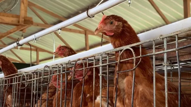 Kondisi sebelum — Pemasangan CCTV 16 Titik di Kandang Ayam Tanjung Bintang Telur Segar Lampung